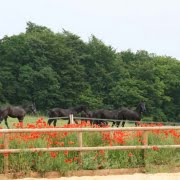 Wei in de zomer op natuurcamping DDCSC